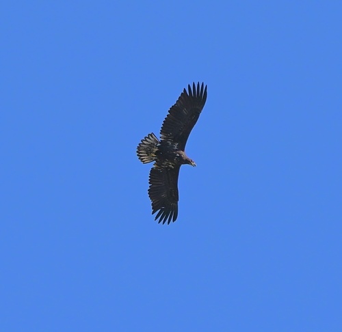 White-tailed Eagle