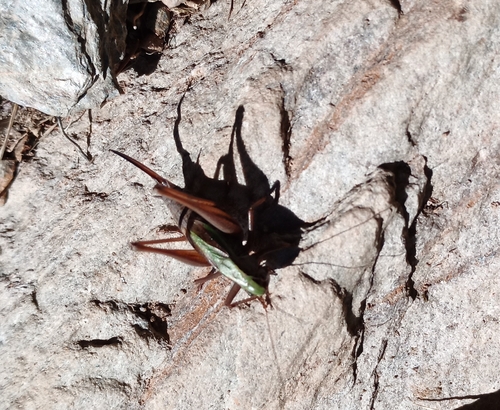 Bog Bush-cricket