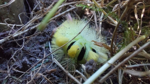 Pale Tussock Moth