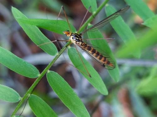 Nephrotoma flavipalpis
