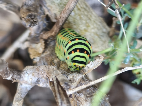 Old World Swallowtail