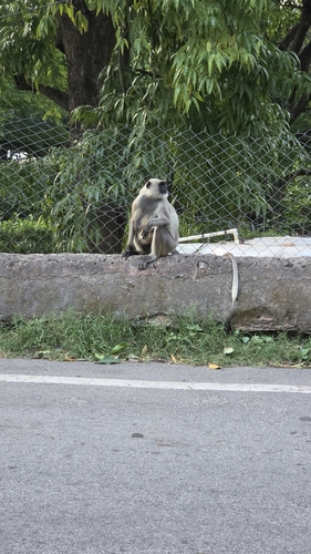 Bengal Sacred Langur