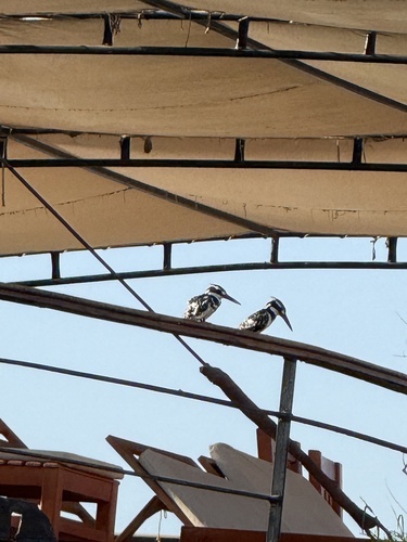Pied Kingfisher