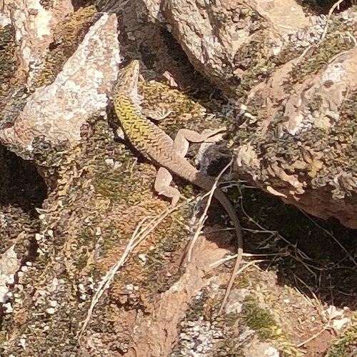 Italian Wall Lizard