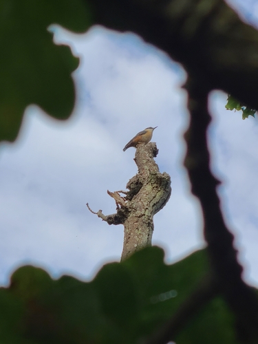 Eurasian Nuthatch