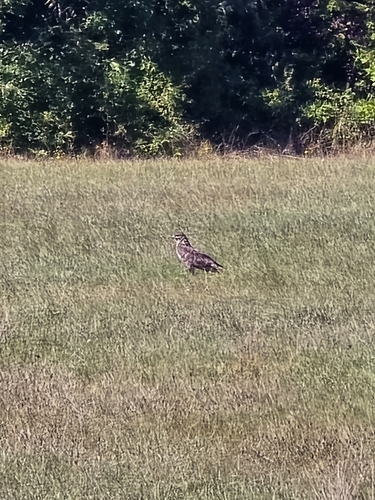 Common Buzzard