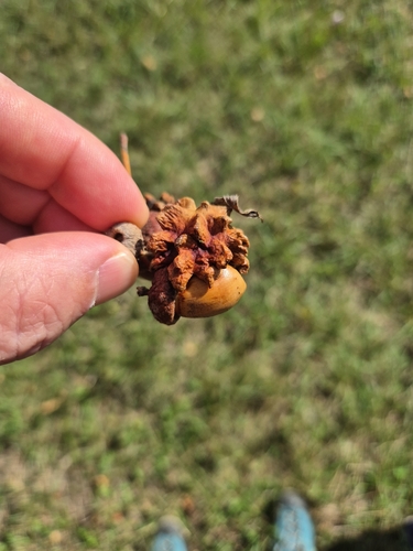 Knopper Gall Wasp