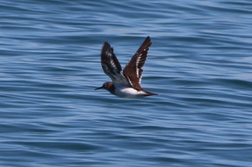 Common Sandpiper