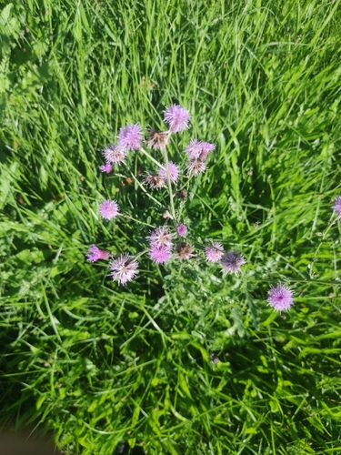 creeping thistle