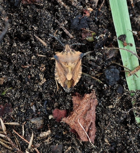 northern fruit bug