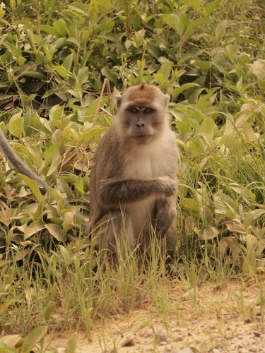 Long-tailed Macaque