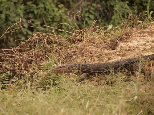 Common Water Monitor