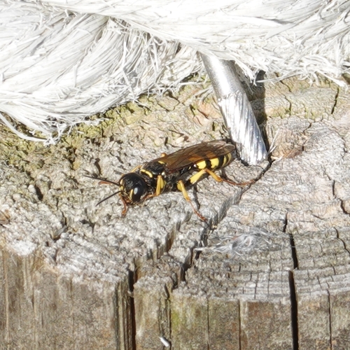 Field digger wasp