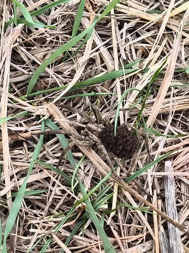 Radiated Wolf Spider
