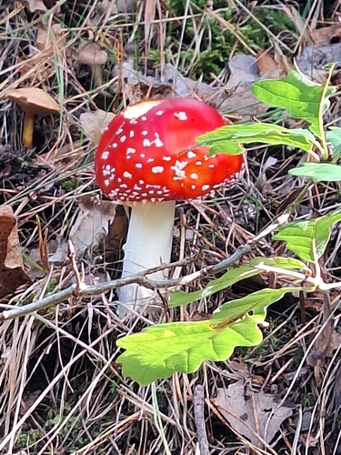 Fly Agaric
