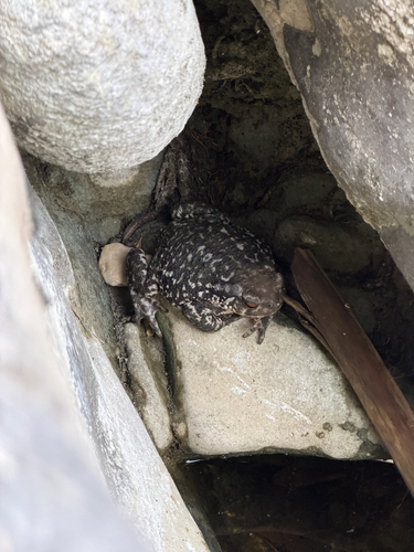 Spiny Toad