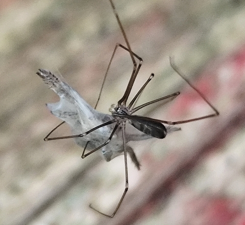 Harvestman Cellar Spider