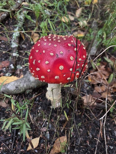 Fly Agaric