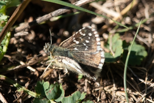 Oberthür's grizzled skipper