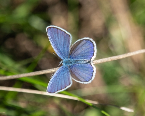 Reverdin's Blue