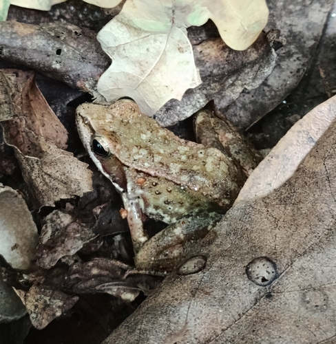 Iberian Frog