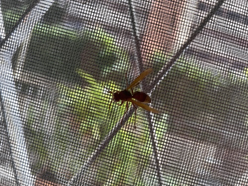 Oriental Hornet