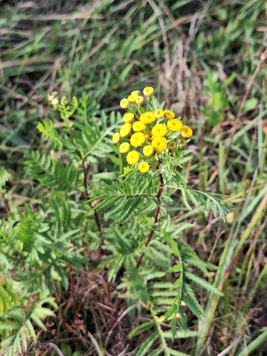 tansy