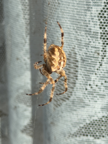 Cross Orbweaver