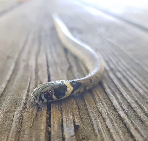 Iberian Grass Snake