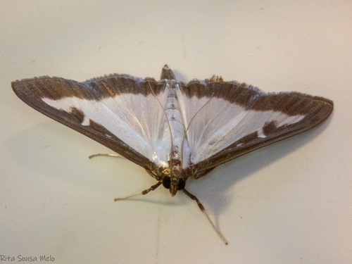 Box Tree Moth