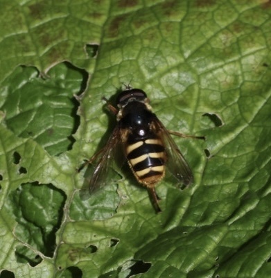 Yellow-barred Peat Hover Fly