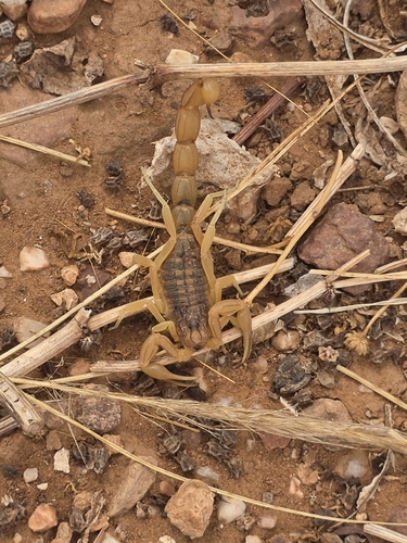 Buthus elmoutaouakili