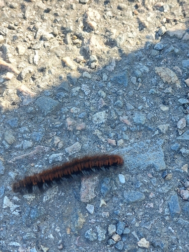 Fox Moth