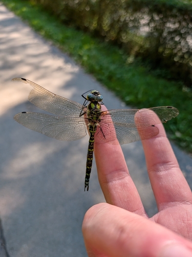 Southern Hawker