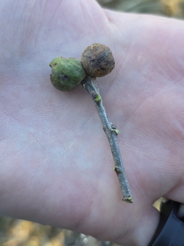 Andricus conglomeratus