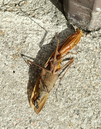 European Mantis