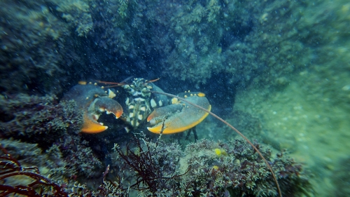 European lobster