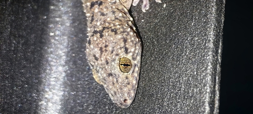 Double-spotted Gecko