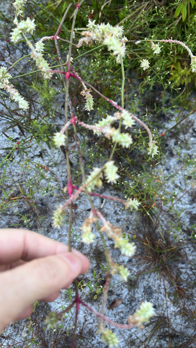 Plains Snakecotton