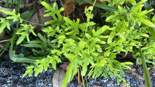 Japanese climbing fern