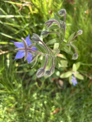 Borage