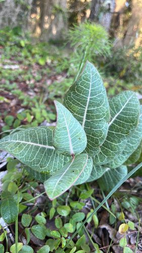 Sandhill milkweed