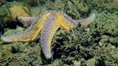 Common Sea Star