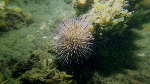Green Sea Urchin