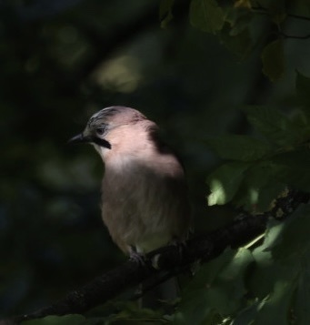 Eurasian Jay