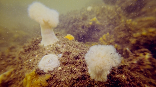 Plumose Anemone