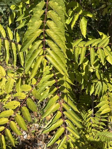 tree-of-heaven