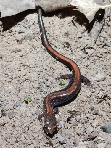 Eastern Red-backed Salamander
