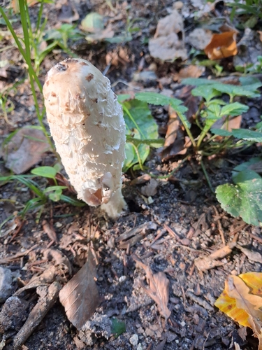 Shaggy Mane