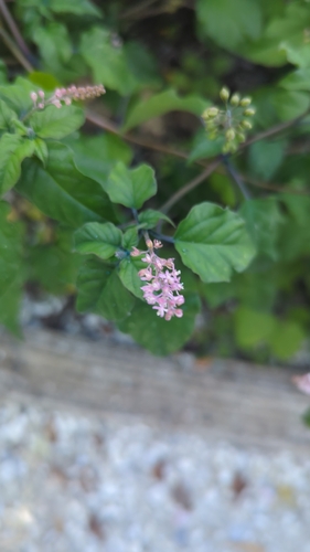 pigeonberry